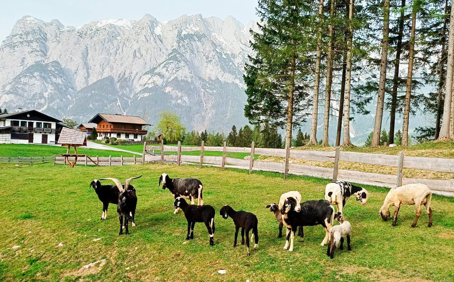 Mountain Residence Riesgut Werfen Extérieur photo